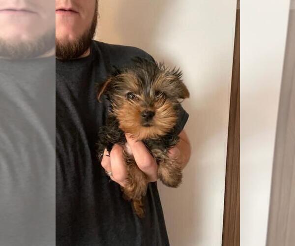 Medium Photo #5 Yorkshire Terrier Puppy For Sale in MCMINNVILLE, TN, USA