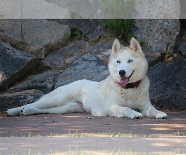 Medium Photo #4 Siberian Husky Puppy For Sale in Boise, ID, USA