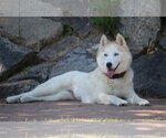Small Photo #4 Siberian Husky Puppy For Sale in Boise, ID, USA