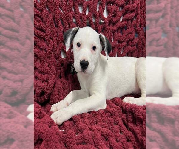 Medium Photo #1 Mutt Puppy For Sale in Westminster, MD, USA