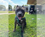 Small #8 American Staffordshire Terrier