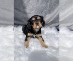 Puppy 3 Cavalier King Charles Spaniel