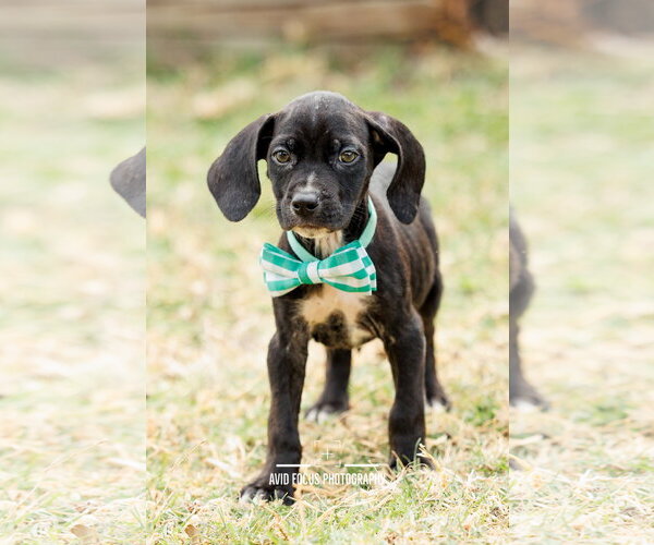 Medium Photo #7 Labrador Retriever-Unknown Mix Puppy For Sale in McKinney, TX, USA