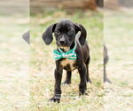 Small #6 Labrador Retriever Mix