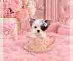 cute puppy - Female Biewer Terrier Puppy for Sale - Photo #7