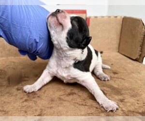 Mutt Dogs for adoption in Houston, TX, USA