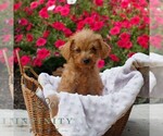 Small #3 Goldendoodle (Miniature)