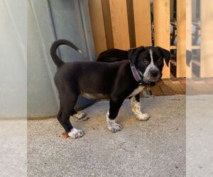 American Pit Bull Terrier-Unknown Mix Dogs for adoption in Berkeley, CA, USA