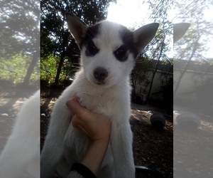 Siberian Husky Puppy for sale in FLORENCE, SC, USA