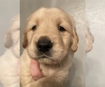Small Photo #1 Golden Retriever Puppy For Sale in RICHMOND, TX, USA
