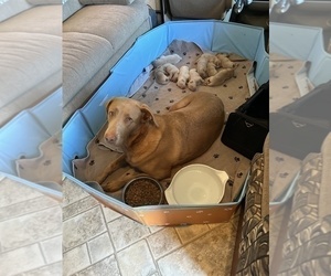 Mother of the Labrador Retriever puppies born on 02/05/2025