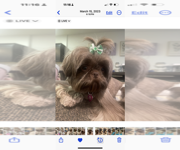 Medium Photo #1 Shih Tzu Puppy For Sale in CALIMESA, CA, USA