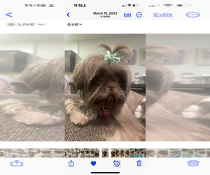 Mother of the Shih Tzu puppies born on 05/15/2025