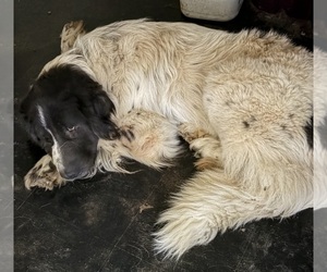 Father of the Newfoundland puppies born on 08/15/2026