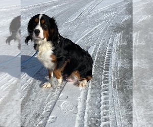 Mother of the Bernese Mountain Dog-Cavalier King Charles Spaniel Mix puppies born on 11/12/2025