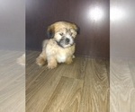 Small #5 Shih Tzu