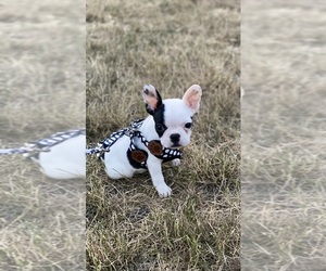 French Bulldog Puppy for sale in CHICAGO, IL, USA