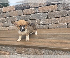 American Corgi Puppy for sale in CARLYLE, IL, USA