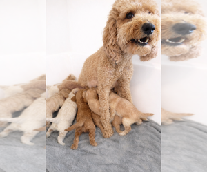 Mother of the Goldendoodle mix (+ Poodle Miniature) puppies born on 03/25/2026