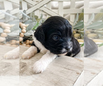Small Photo #20 Cavapoo Puppy For Sale in MARQUAND, MO, USA