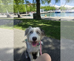 Echo - Female Australian Shepherd Dog for Adoption - Photo #2
