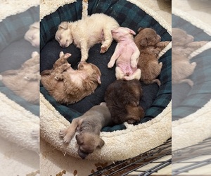 Chiranian Litter for sale in CINCINNATI, OH, USA