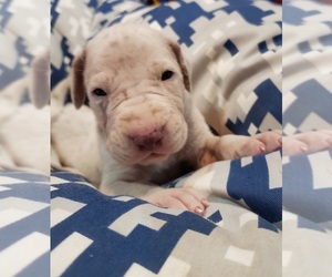 Great Dane Puppy for sale in ROCKFORD, IL, USA