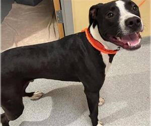 American Pit Bull Terrier Dogs for adoption in Orange, CA, USA