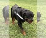 Small #42 Rottweiler
