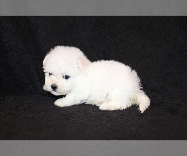 Medium Photo #1 Bichon Frise Puppy For Sale in BLOOMINGTON, IN, USA