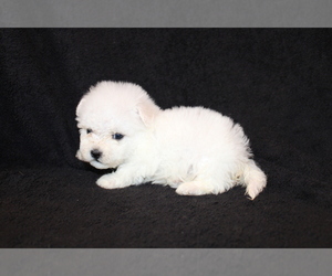 Bichon Frise Puppy for sale in BLOOMINGTON, IN, USA