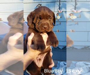 Labrador Retriever Puppy for sale in OVERLAND, KS, USA