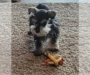 Schnauzer (Miniature) Puppy for sale in MIDDLETOWN, OH, USA