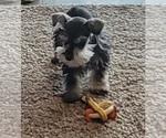 Small Photo #1 Schnauzer (Miniature) Puppy For Sale in MIDDLETOWN, OH, USA