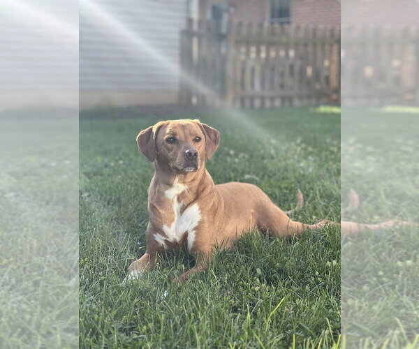 Medium Photo #3 Labrador Retriever-Unknown Mix Puppy For Sale in Evansville, IN, USA