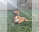 Small #2 Labrador Retriever Mix