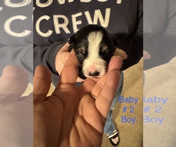 Medium Photo #22 Border-Aussie Puppy For Sale in MADRID, IA, USA