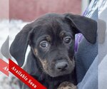Small Photo #1 Coonhound-Unknown Mix Puppy For Sale in Huntley, IL, USA