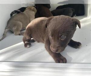 Siberian Husky-Unknown Mix Dogs for adoption in Houston, TX, USA