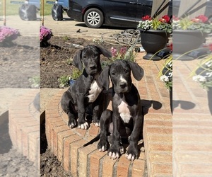 Great Dane Puppy for sale in BOGUE CHITTO, MS, USA
