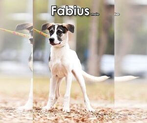 Fabius from Taiwan - Male Mutt Dog for Adoption - Photo #5