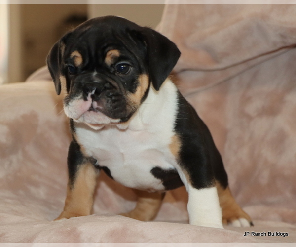 Medium Photo #6 Bulldog Puppy For Sale in WINNSBORO, TX, USA