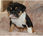Small #5 Bulldog
