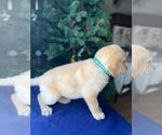 Small Photo #2 Golden Retriever Puppy For Sale in SAN FERNANDO, CA, USA