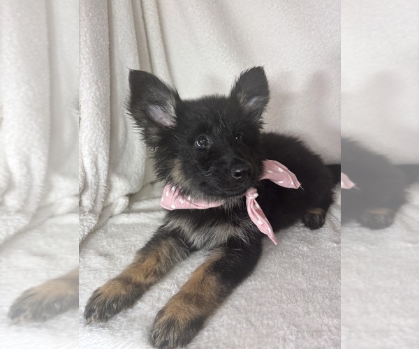 Medium Photo #1 German Shepherd Dog Puppy For Sale in GREENFIELD, IN, USA