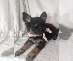 German Shepherd Dog Puppy for sale in GREENFIELD, IN, USA
