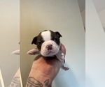 Puppy Puppy 3 Kortni Boston Terrier