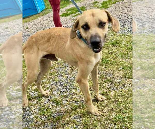 Medium Photo #2 Black Mouth Cur-Unknown Mix Puppy For Sale in Abbeville, LA, USA