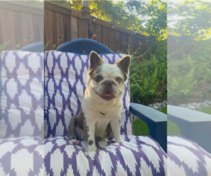 Mother of the French Bulldog puppies born on 05/07/2026