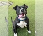 Small #3 Boxer Mix